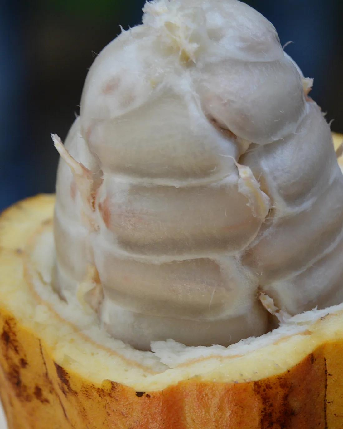 Une cabosse de cacao ouverte, ses fèves blanches serrées dans leur pulpe.