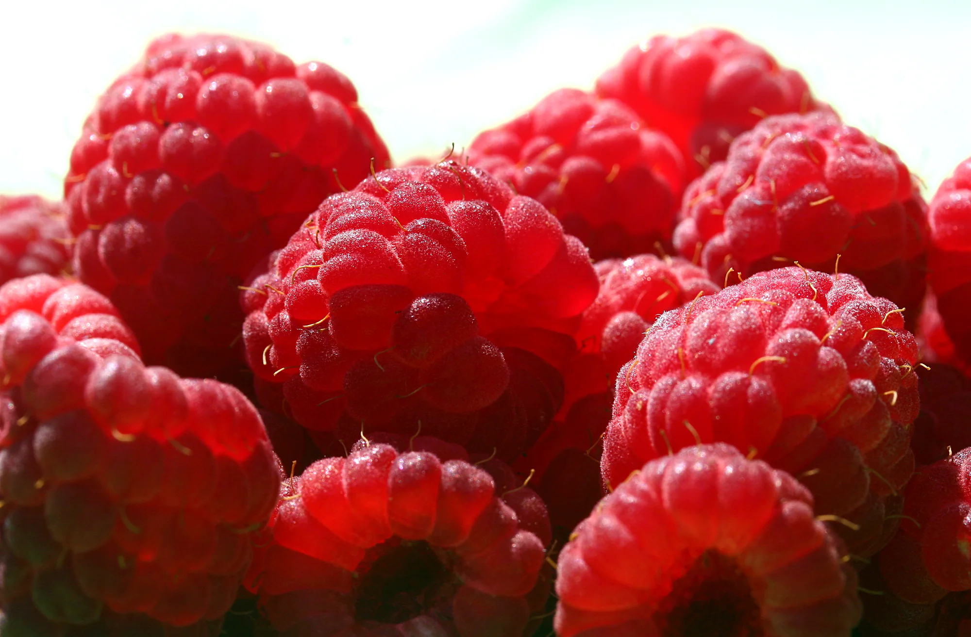 Des framboises en très gros plan, leurs grains et leurs poils fins.